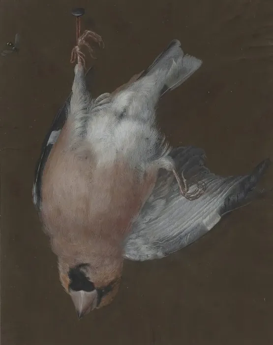 Framed Print : A Rose-Breasted Finch Hanging from a Nail, c. 1760. Creator: Barbara Regina Dietzsch Framed Print : A Rose-Breasted Finch Hanging from a Nail, c. 1760. Creator: Barbara Regina Dietzsch