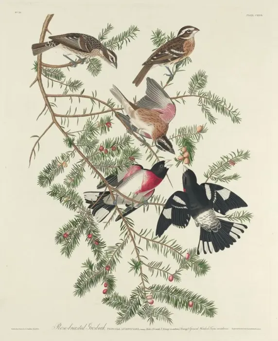 Framed Print : Rose-breasted Grosbeak, 1832. Creator: Robert Havell Framed Print : Rose-breasted Grosbeak, 1832. Creator: Robert Havell