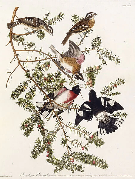The rose-breasted grosbeak. From The Birds of America, 1827-1838. Creator: Audubon
