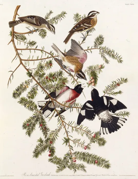 Framed Print : The rose-breasted grosbeak. From The Birds of America, 1827-1838. Creator: Audubon Framed Print : The rose-breasted grosbeak. From The Birds of America, 1827-1838. Creator: Audubon