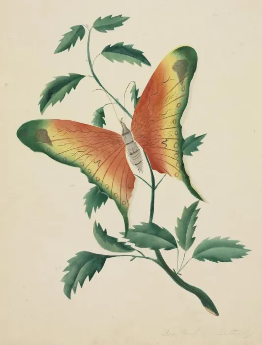 Framed Print : Rose Bush and Butterfly. Creator: Mary Altha Nims (American, 1817-1907) Framed Print : Rose Bush and Butterfly. Creator: Mary Altha Nims (American, 1817-1907)