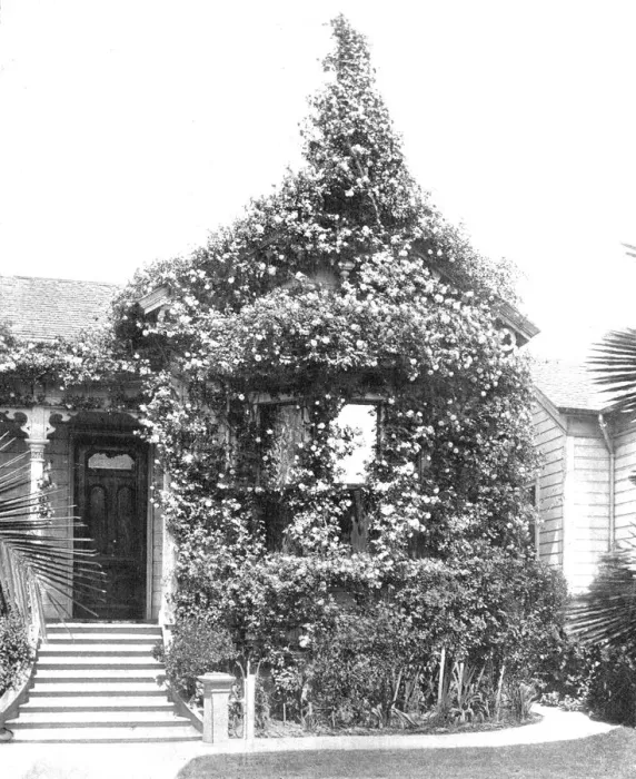 Framed Print : Rose Cottage, South Spring Street, Los Angeles, California, USA, c1900. Creator: Unknown Framed Print : Rose Cottage, South Spring Street, Los Angeles, California, USA, c1900. Creator: Unknown