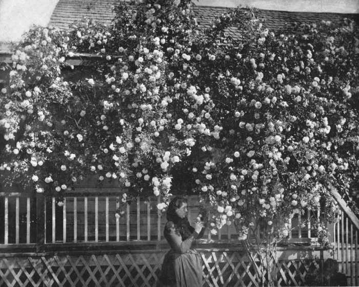 Framed Print : A Rose-Decked Home, Southern California, USA, c1900. Creator: Unknown Framed Print : A Rose-Decked Home, Southern California, USA, c1900. Creator: Unknown