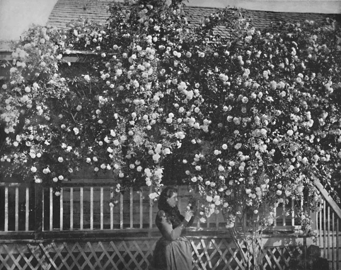Framed Print : A Rose-Decked Home, Southern California, c1897. Creator: Unknown Framed Print : A Rose-Decked Home, Southern California, c1897. Creator: Unknown