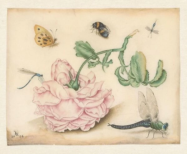 A Rose and Five Insects, 1618. Creator: Christoffel van den Berghe