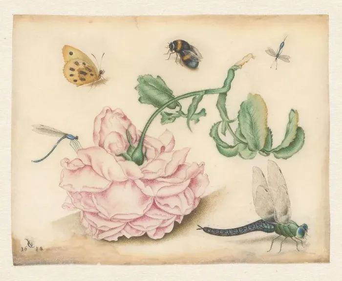 Framed Print : A Rose and Five Insects, 1618. Creator: Christoffel van den Berghe Framed Print : A Rose and Five Insects, 1618. Creator: Christoffel van den Berghe