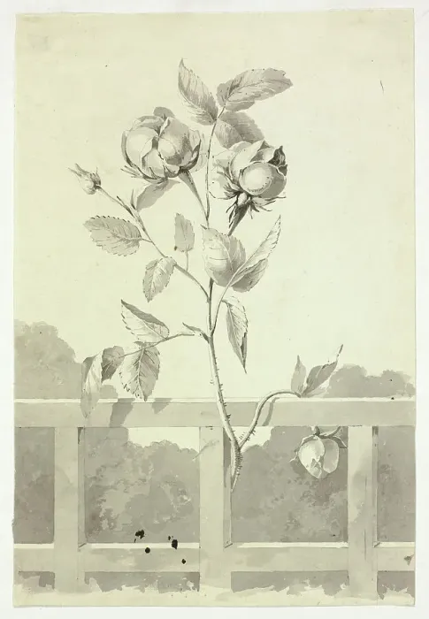 Framed Print : Rose, n.d. Creator: Pierre Antoine Mongin Framed Print : Rose, n.d. Creator: Pierre Antoine Mongin