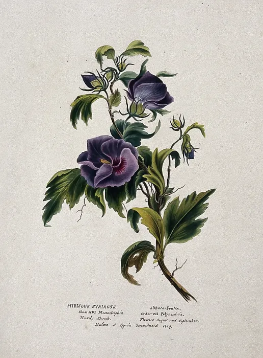 Framed Print : Rose-of-Sharon (Hibiscus syriacus): flowering stem, (c1850?). Creator: Unknown Framed Print : Rose-of-Sharon (Hibiscus syriacus): flowering stem, (c1850?). Creator: Unknown