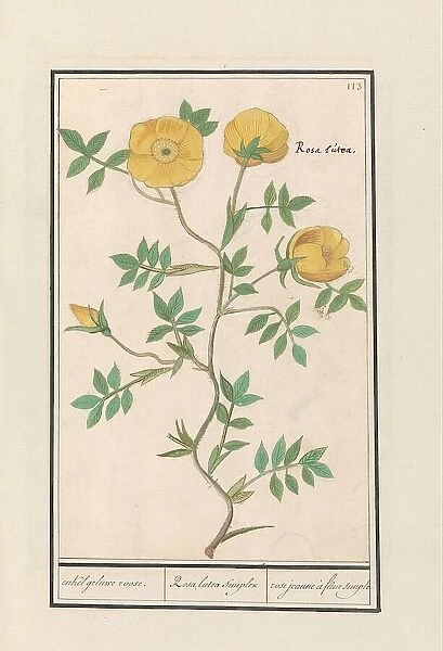 Rose (Rosa), 1596-1610. Creators: Anselmus de Boodt, Elias Verhulst