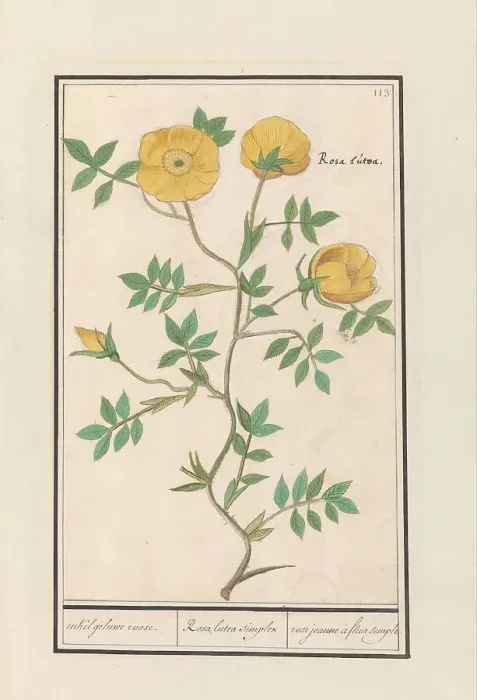 Framed Print : Rose (Rosa), 1596-1610. Creators: Anselmus de Boodt, Elias Verhulst Framed Print : Rose (Rosa), 1596-1610. Creators: Anselmus de Boodt, Elias Verhulst