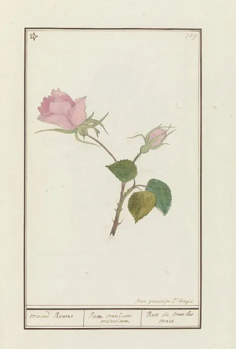 Framed Print : Rose (Rosa), 1790-1799. Creator: Jan Garemijn
