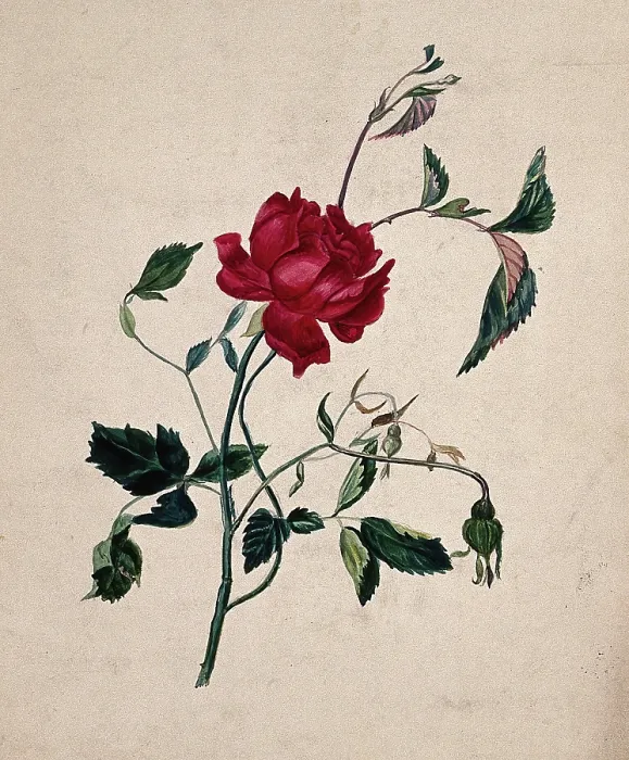 Framed Print : A rose (Rosa species): flowering stem. Creator: Unknown Framed Print : A rose (Rosa species): flowering stem. Creator: Unknown