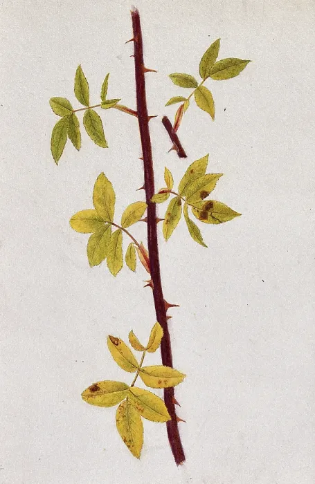 Framed Print : Rose stem with autumn leaves, c1870s. Creator: Unknown Framed Print : Rose stem with autumn leaves, c1870s. Creator: Unknown