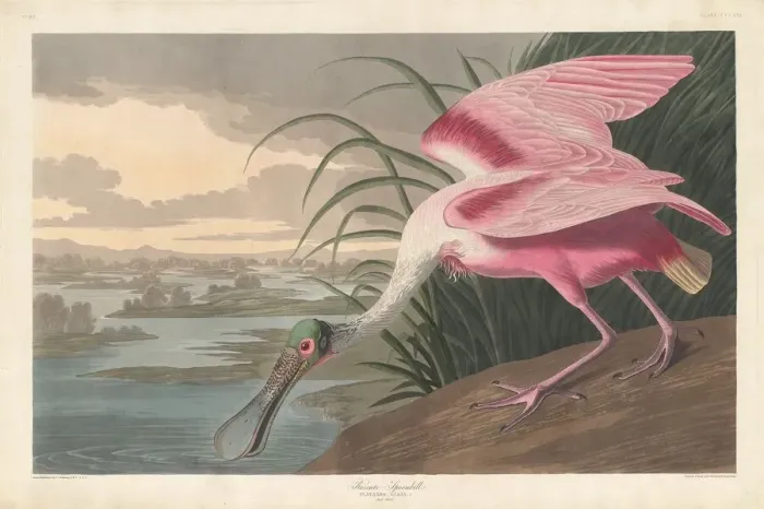 Framed Print : Roseate Spoonbill, 1836. Creator: Robert Havell Framed Print : Roseate Spoonbill, 1836. Creator: Robert Havell