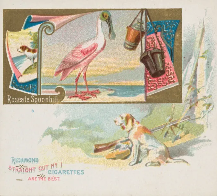 Framed Print : Roseate Spoonbill, from the Game Birds series (N40) for Allen & Ginter Cigarettes Framed Print : Roseate Spoonbill, from the Game Birds series (N40) for Allen & Ginter Cigarettes