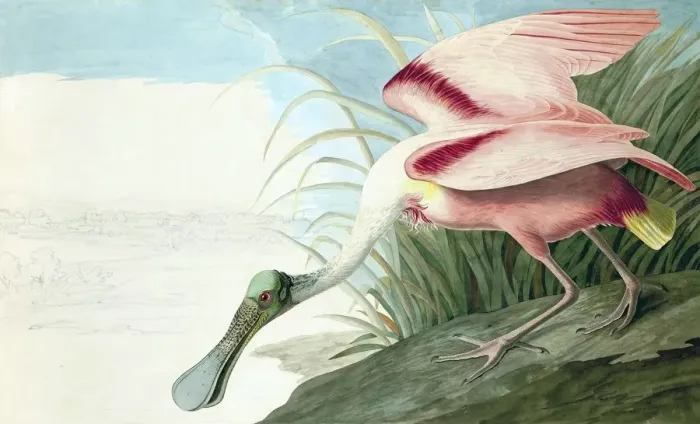 Framed Print : Roseate Spoonbill, Platalea Ajaja, 1845 Framed Print : Roseate Spoonbill, Platalea Ajaja, 1845