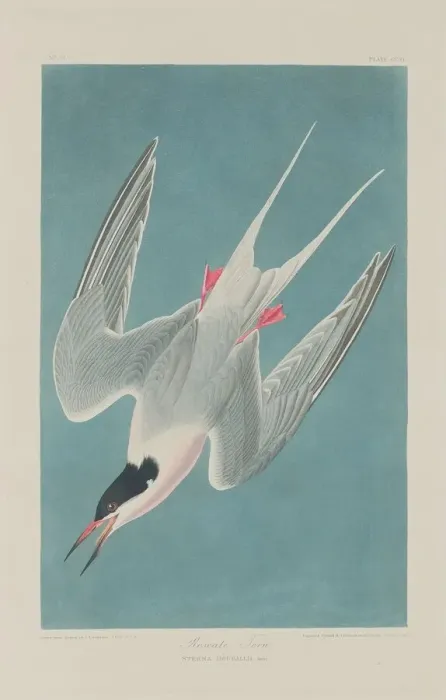 Framed Print : Roseate Tern, 1835. Creator: Robert Havell Framed Print : Roseate Tern, 1835. Creator: Robert Havell