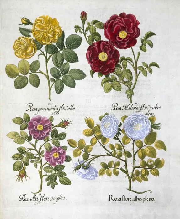 Framed Print : Roses, 1613 Framed Print : Roses, 1613