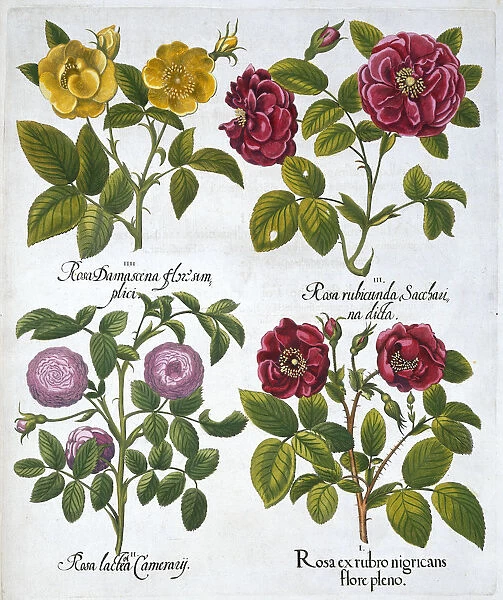 Roses, 1613