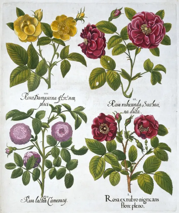 Framed Print : Roses, 1613 Framed Print : Roses, 1613
