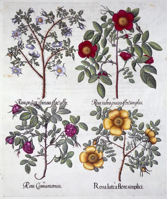 Framed Print : Roses, 1613