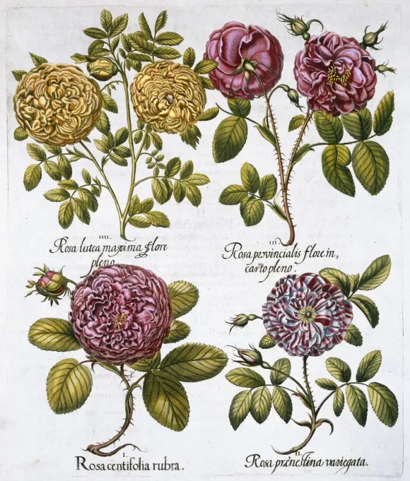 Framed Print : Roses, 1613 Framed Print : Roses, 1613
