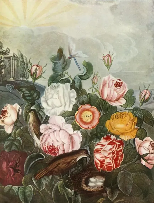 Framed Print : Roses, c1805, (1948). Creator: Richard Earlom Framed Print : Roses, c1805, (1948). Creator: Richard Earlom