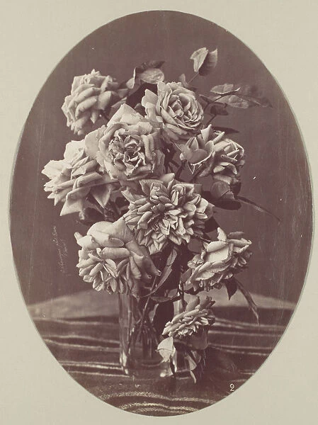 [Roses], ca. 1875. Creator: Eugene Chauvigné