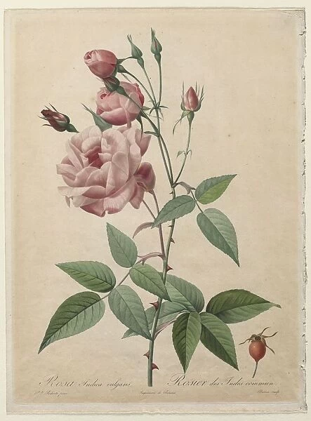 The Roses: China or Bengal Rose, 1817-1824. Creator: Henry Joseph Redoute (French