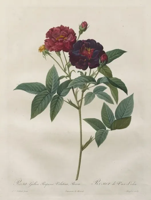 Framed Print : The Roses: Rosa Gallica Purpurea Velutina Parva, 1817-1824 Framed Print : The Roses: Rosa Gallica Purpurea Velutina Parva, 1817-1824