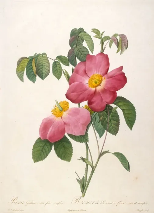 Framed Print : Rosier de Provinsi (From La Couronne de roses), 1817-1824 Framed Print : Rosier de Provinsi (From La Couronne de roses), 1817-1824