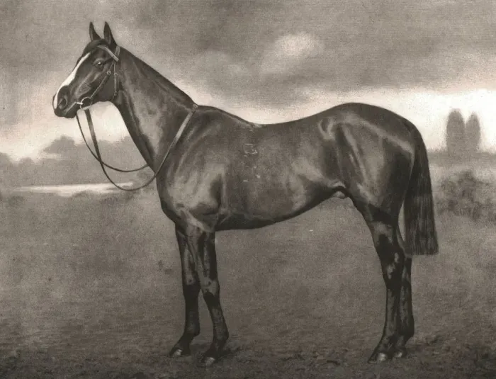 Framed Print : Ross, 1911. Creator: Unknown Framed Print : Ross, 1911. Creator: Unknown