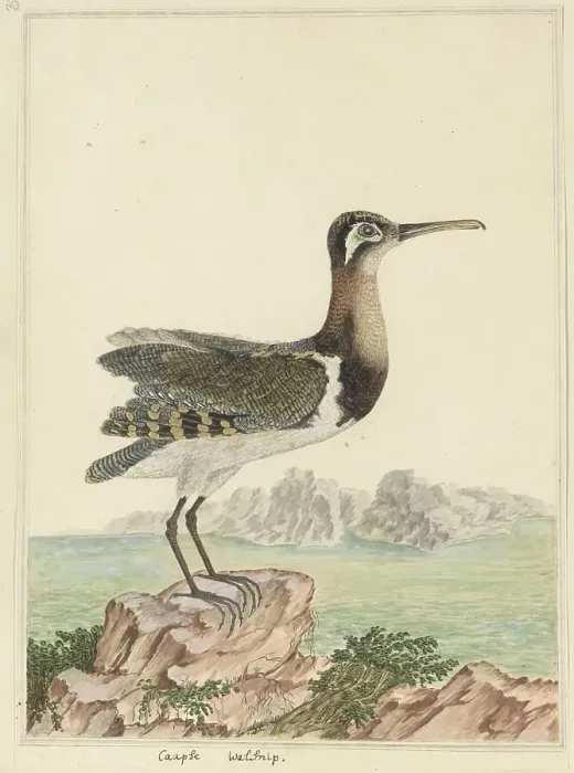 Framed Print : Rostratula benghalensis (Greater painted-snipe), 1777-1786. Creator: Robert Jacob Gordon Framed Print : Rostratula benghalensis (Greater painted-snipe), 1777-1786. Creator: Robert Jacob Gordon