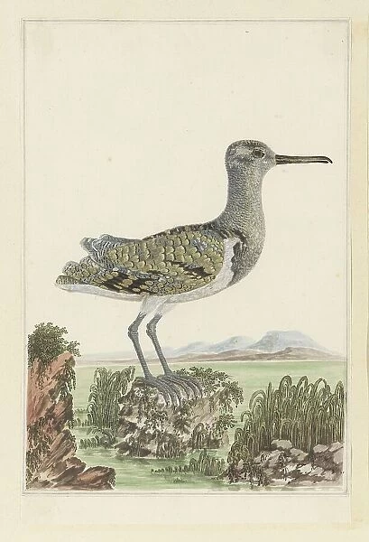 Rostratula benghalensis (Greater painted-snipe) in a detailed landscape, 1777-1786. Creator: Robert Jacob Gordon