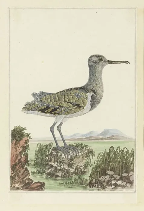 Framed Print : Rostratula benghalensis (Greater painted-snipe) in a detailed landscape, 1777-1786. Creator: Robert Jacob Gordon Framed Print : Rostratula benghalensis (Greater painted-snipe) in a detailed landscape, 1777-1786. Creator: Robert Jacob Gordon