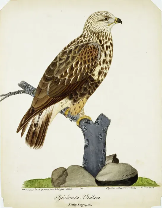 Framed Print : Rough-Legged Buzzard, 1832. Creator: Ferdinand von Wright Framed Print : Rough-Legged Buzzard, 1832. Creator: Ferdinand von Wright