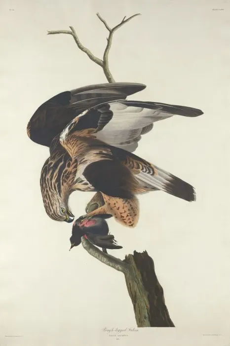 Framed Print : Rough-legged Falcon, 1833. Creator: Robert Havell Framed Print : Rough-legged Falcon, 1833. Creator: Robert Havell