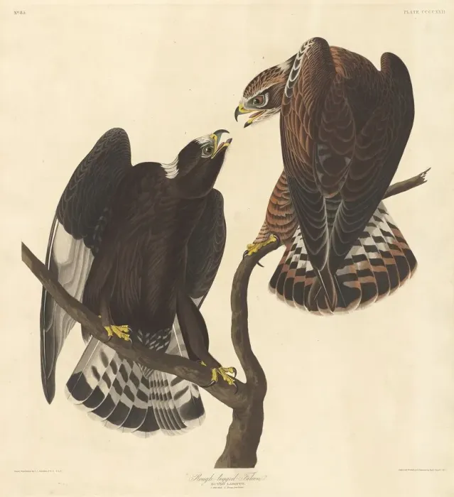 Framed Print : Rough-legged Falcon, 1838. Creator: Robert Havell Framed Print : Rough-legged Falcon, 1838. Creator: Robert Havell