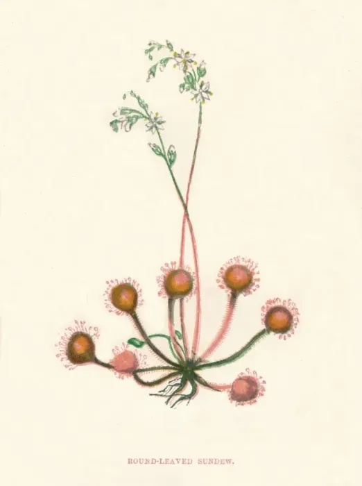Framed Print : Round-Leaved Sundew, c1891, (1891). Artist: Anne Pratt Framed Print : Round-Leaved Sundew, c1891, (1891). Artist: Anne Pratt