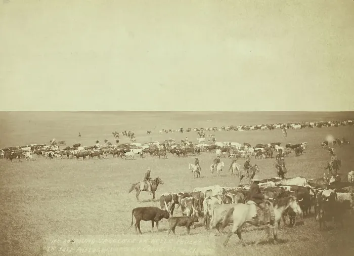 Framed Print : Round-up scenes on Belle Fouche [sic] in 1887, 1887. Creator: John C. H. Grabill
