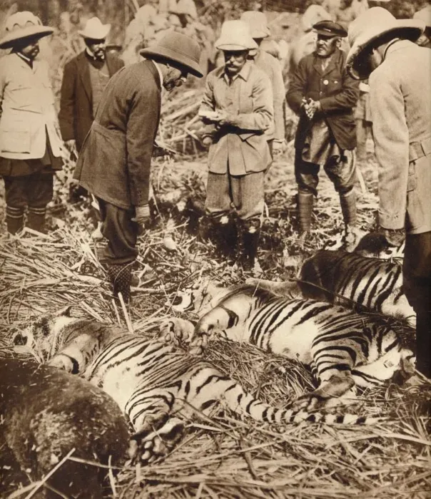 Framed Print : A royal bag of tigers, 1911 (1935) Framed Print : A royal bag of tigers, 1911 (1935)