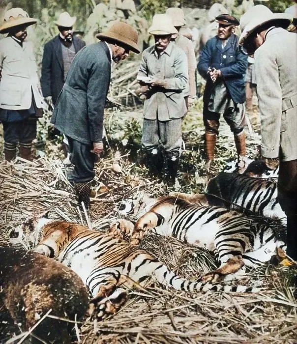 Framed Print : A royal bag of tigers, 1911 (1935). Creator: Unknown Framed Print : A royal bag of tigers, 1911 (1935). Creator: Unknown