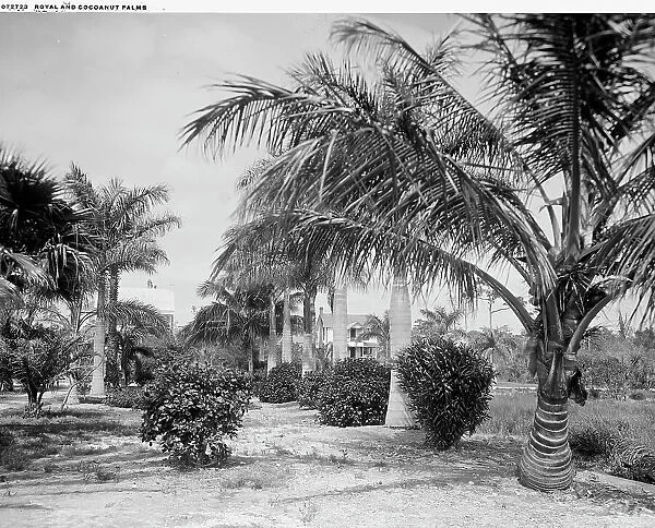 Royal and cocoanut palms, c.between 1910 and 1920. Creator: Harris & Ewing. Royal and cocoanut palms, c.between 1910 and 1920. Creator: Harris & Ewing