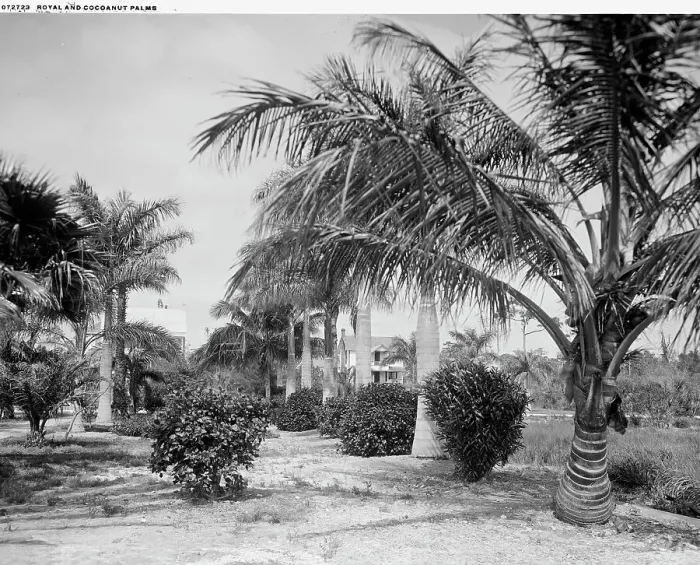 Framed Print : Royal and cocoanut palms, c.between 1910 and 1920. Creator: Harris & Ewing. Royal and cocoanut palms, c.between 1910 and 1920. Creator: Harris & Ewing Framed Print : Royal and cocoanut palms, c.between 1910 and 1920. Creator: Harris & Ewing. Royal and cocoanut palms, c.between 1910 and 1920. Creator: Harris & Ewing