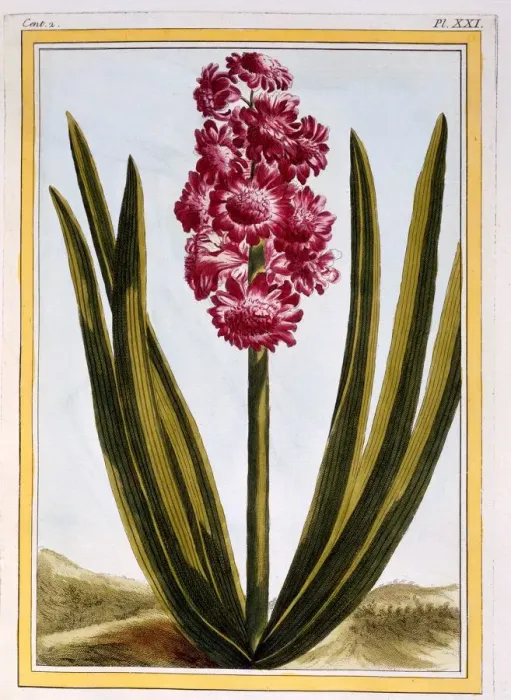 Framed Print : Royal Crimson, pub. 1776. Creator: Pierre Joseph Buchoz (1731-1807) Framed Print : Royal Crimson, pub. 1776. Creator: Pierre Joseph Buchoz (1731-1807)