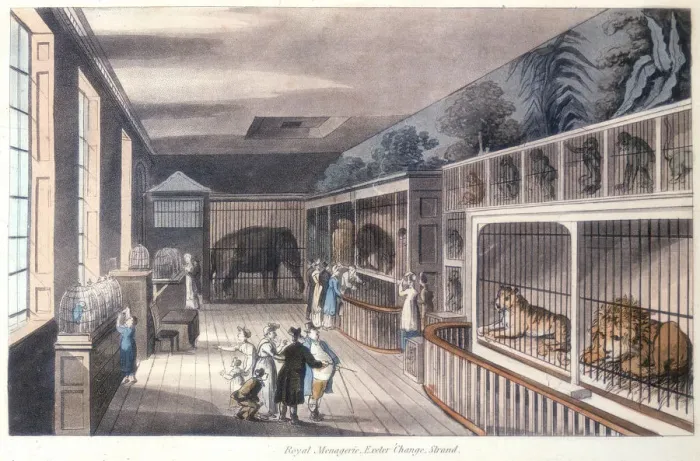 Framed Print : Royal Menagerie, Exeter Change, Strand, London, c1820 Framed Print : Royal Menagerie, Exeter Change, Strand, London, c1820
