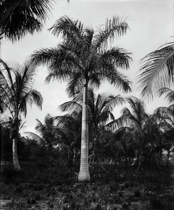 Framed Print : Royal palms at Cocoanut (i.e. Coconut) Grove, Miami, Fla. c1900. Creator: Unknown Framed Print : Royal palms at Cocoanut (i.e. Coconut) Grove, Miami, Fla. c1900. Creator: Unknown