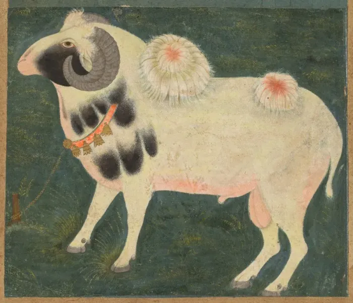 Framed Print : A royal ram with a gold chain, c. 1585; border added probably 1700s. Creator: Unknown Framed Print : A royal ram with a gold chain, c. 1585; border added probably 1700s. Creator: Unknown