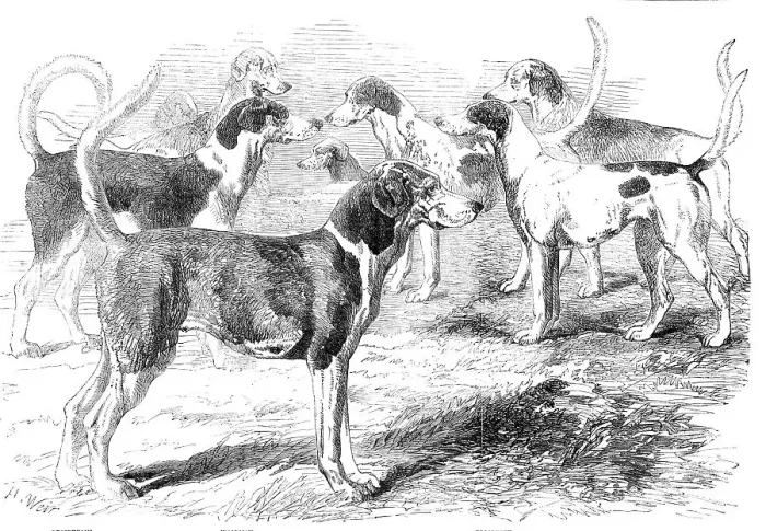 Framed Print : Royal Staghounds: Prosperous, Woodman, Rigolette, Chanticleer, 1856. Creator: Harrison Weir Framed Print : Royal Staghounds: Prosperous, Woodman, Rigolette, Chanticleer, 1856. Creator: Harrison Weir