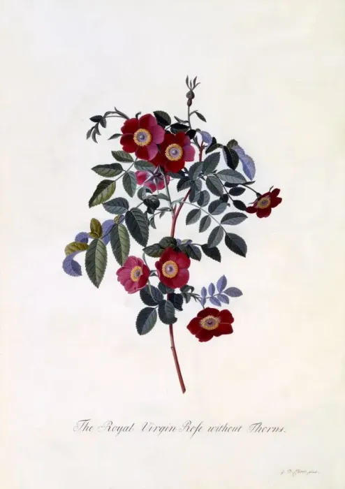 Framed Print : The Royal Virgin Rose without Thorns, c. 1745 (hand coloured engraving) Framed Print : The Royal Virgin Rose without Thorns, c. 1745 (hand coloured engraving)